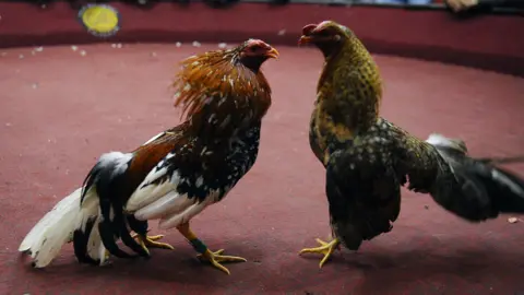 AFP via Getty Images A cockfight in Ecuador. File photo