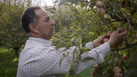Phil Caller A middle-aged man in a striped shirt picks apples from an apple tree. He has surrounded by fruit trees